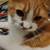 Male Minuet (Persian Munchkin) older kittens 11 thumbnail