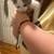 2 month old kitten 2 thumbnail