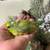 Henbrita parrotlet 2 thumbnail