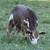 “Mid-Mini” Cream genetics bull weanling 7 mo old 19 thumbnail