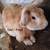 Bunnies/ Conejos 4 thumbnail
