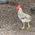 4 month old rooster 3 thumbnail