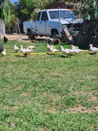 Patos Muscovitas - $15 (Rio Linda)63440070903297122