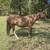 Mustang gelding 2 thumbnail