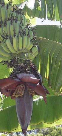 Banana plants 1