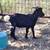 Nigerian Dwarf goats- 2 babies, 1 nanny, 3 bucks 7 thumbnail