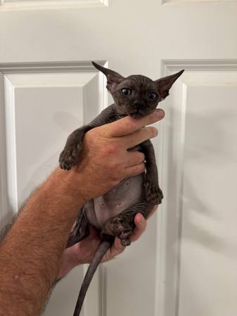 Kittens for rehoming  FOR PET ONLY63931429752579124