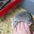 Rats & Mice 1 thumbnail
