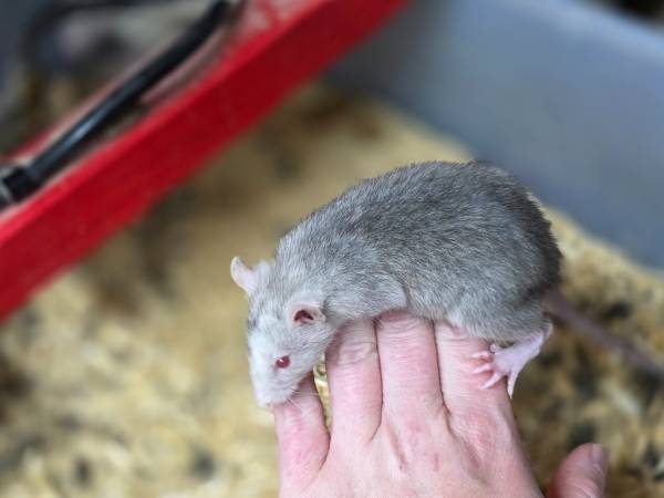 Rats & Mice 1