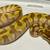 Ball python collection with enclosures and herpstats 6 thumbnail