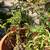 SOLD - Italian Large Terracotta Pot/ CHERRIE TOMATOES 21” W x 18” tall 1 thumbnail