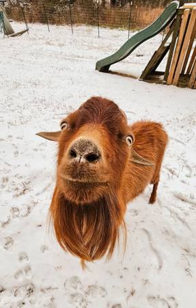 Goats (Traphill)63953271081986122