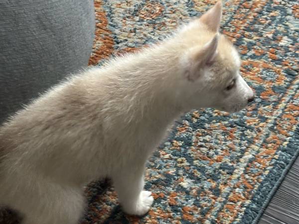 Husky puppy (Burbank)63913839981442122