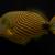 Triggerfish needs rehoming 2 thumbnail