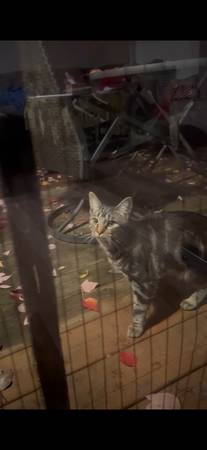 Found Cat, broad black stripes over gray/brown fur (Beaverton)64283113394689122