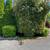 Bernals Yard maintenance (541) 953 5621 9 thumbnail
