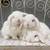 Holland Lop Baby Bunnies 1 thumbnail