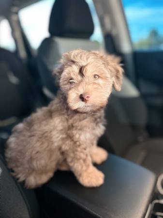 Rehoming 11 weeks old Male puppy (Everett)63684398497409120