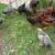 Chickens Roosters Downsizing ASAP 9 thumbnail