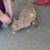 Abused kitten 2 thumbnail