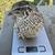 Cotunix quail 7 thumbnail