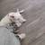 Female bull terrier 2 thumbnail