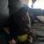 Rehoming pitbull puppy 3 thumbnail