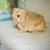 Baby holland lop bunnies 8 thumbnail