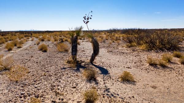 $160 Freedom & Flexibility - Your Texas Land Awaits! (Agua Dulce, Texas)64145491125633122