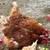 Toms and chicken 5 thumbnail