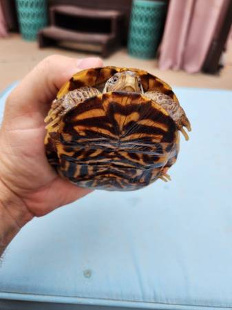 Ornate Box Turtle Female (Phoenix)63967288845443121
