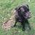 Black Lab 1 thumbnail