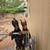 Doberman Pups / Rehoming 8 thumbnail