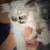 Persion kitten 1 thumbnail