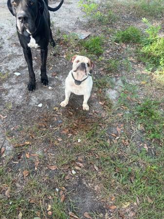 AKC Bulldog (Graceville)63915748112643121