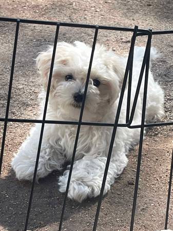 Shih Tzu Maltipoo (Mesa)63905906439171121