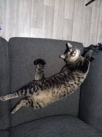 Gato perdido (Cheyenne WY)63843455078787122
