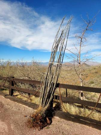 Ocotillo, fresh pull 1