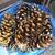 150 Large Pine Cones 1 thumbnail