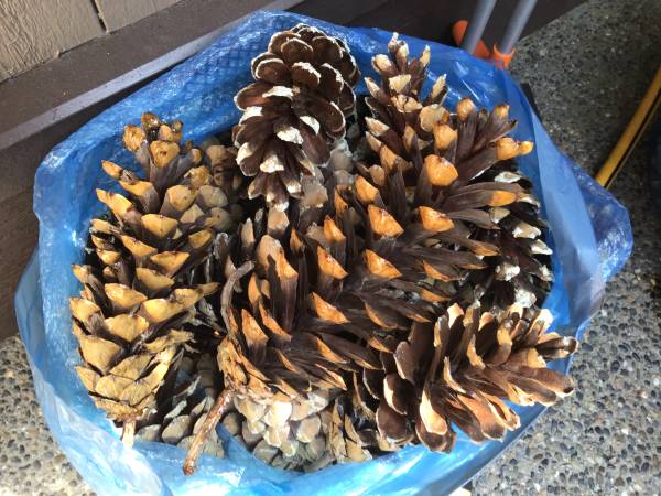 150 Large Pine Cones 1