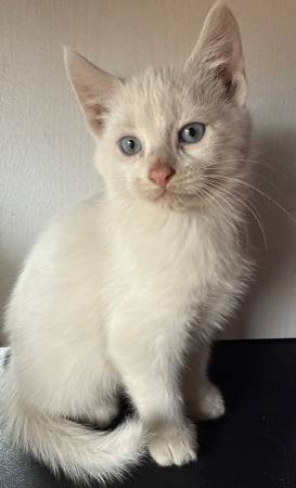 Kittens (Brandon)64678711971203121