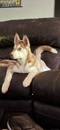 7 meses de huskies63664482134273122