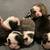 Olde English Bulldog Puppies 4 thumbnail