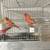 Canaries 5 thumbnail