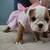 English Bulldog Puppie 1 thumbnail