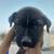 Puppies (German Shepard Mix) 16 thumbnail