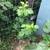 RASPBERRY PLANTS 3 thumbnail