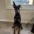 Doberman dog 1 thumbnail