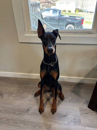 Doberman dog 1