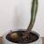Cactus arrangement with Crate & Barrel pot 2 thumbnail